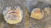 嚇人！新加坡沙灘驚見「凸眼、厚唇」人面魚 長30cm恐怖模樣曝