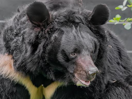 'Beloved' black bear rescued from Ukraine zoo dies in Scottish zoo