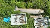 Up to 2,000 fish killed in Wicklow river amid concerns over impact on public health