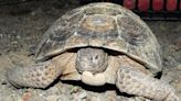 Desert tortoise rescued from bottom of mineshaft in Newberry Mountains Wilderness