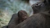 An Ohio zoo thought one of their gorillas was male. Then she had a surprise birth.