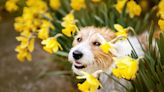 Maio Amarelo: conheça a importância da saúde renal dos pets