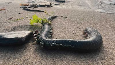 Watch out on the beach: Sandworms are breeding in Maine