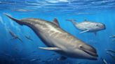 La ballena dentada primitiva que habitó en el océano Pacífico hace 28 millones de años