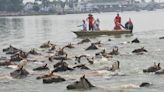 Hundreds of Ponies Swim Across Virginia Channel in 98th Annual Pony Swim