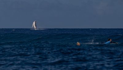 Humpback whale shoots out of ocean during Paris Olympics' surfing semifinals in Tahiti