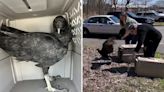 Intoxicated vultures rescued from Connecticut dumpster: 'Too drunk to fly'