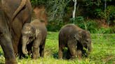 Extremely Rare Set of Elephant Twins Born in Thailand Called a ‘Miracle'