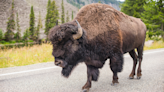 Bison on the loose in Waupaca County, use caution when driving on roadways