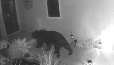 Florida black bear caught on video gets 'real close' to Sarasota County home