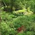 Abbotsbury Subtropical Gardens