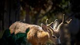 A nonprofit wants sharpshooters in helicopters to kill over 2,000 invasive deer living on California's Catalina Island