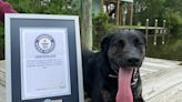 Check out the dog who just set the world record for the longest tongue