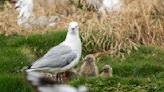 Man's Pet Seagull Brings Newly Hatched Chicks for a Visit and It's Too Cute