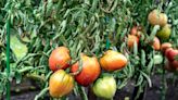 6 Reasons Why Your Tomato Plant is Wilting and What to Do About It