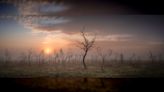 Stunning panoramic image of burnt out forest wins Landscape Photographer of the Year 2023