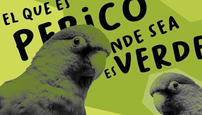 Refranes mexicanos: el que es perico, dónde quiera es verde, su origen y significado