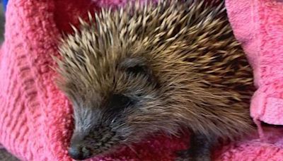 Wildlife 'orphan season' leads to charity plea