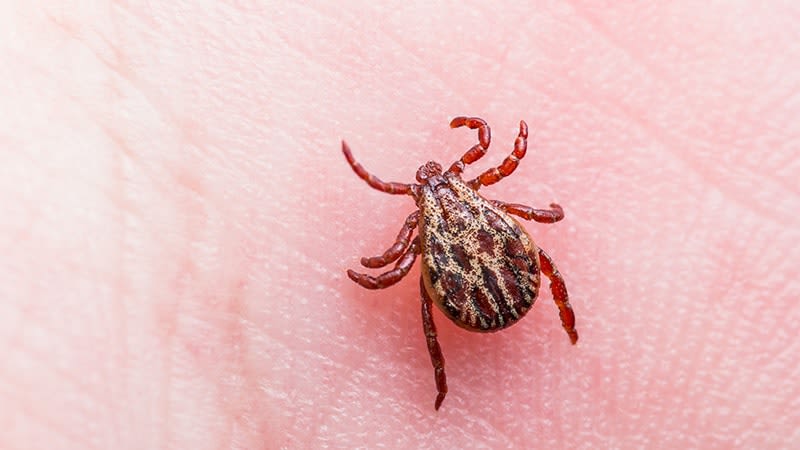 Tick-Borne Illnesses Are on the Rise in Canada