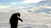 Emperor penguins suffered mass breeding failures in 2023 amid record low sea ice