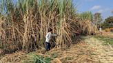 India, Thailand sugar crops looking better than expected, says Wilmar