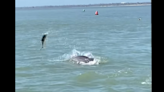 Dolphin spotted ‘playing with his food’ in Florida video. Why they do it