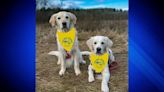 More than 100 golden retrievers to gather at Boston Marathon finish line in honor of Spencer, Penny