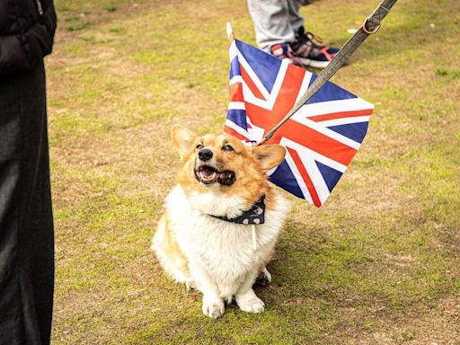 British slang might not be the dog’s bollocks much longer