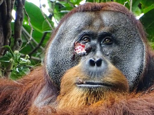 In a first, an orangutan was seen treating his wound with a medicinal plant