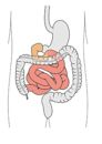 Small intestine