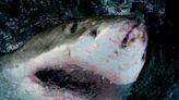 “Shark Week” de Discovery presenta tiburones caminantes