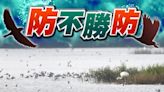 米埔保護區鳥糞驗出H5N1 漁護署加強禽流感監控工作