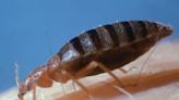 Expert shares tips to check a hotel room for bed bugs and the ‘tell-tale’ signs