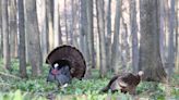 How are wild turkeys faring? | ECOVIEWS