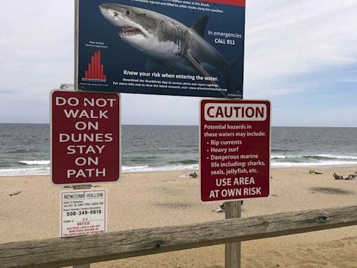 Shark attacks are incredibly rare. But if you spot one in the water, here's what to do