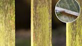 How to banish algae from your wooden fence for £1 & it works for your deck too