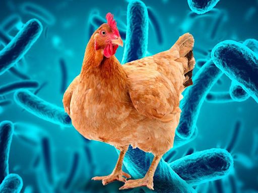 Gripe aviar en México: Esto debes saber sobre las causas y síntomas