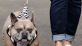 Whitley Bay Frenchie 'Frank the Tank' could be the world's biggest French Bulldog