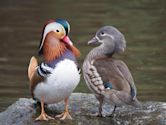 Mandarin duck