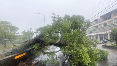 凱米颱風肆虐 台中烏大龍地區多處路樹倒塌 警迅速排除