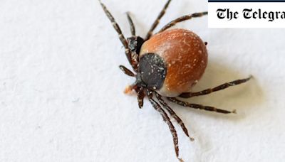 Everything you need to know about ticks – and how to stop them ruining your holiday