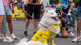 Dogs of the Tour de France – The real stars of the show