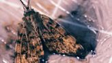 Indiana DNR: Aerial treatments for invasive spongy moths scheduled in Allen, Huntington, and Whitley counties