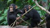 Chimps share humans' 'snappy' conversational style