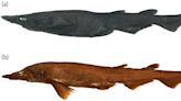 Scientists identify new species of demon catshark with "white shiny" irises