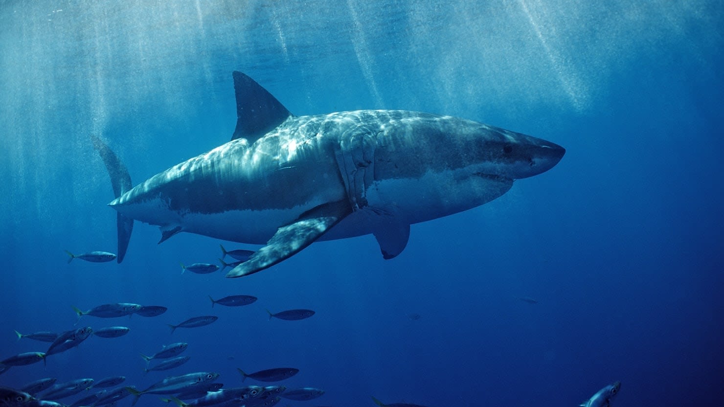 Surfer’s Leg Washes Up on a Beach After Great White Shark Attack