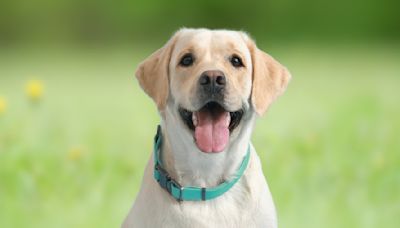 Man’s Trick for Getting His Labrador to Eat Her Veggies Is Genius