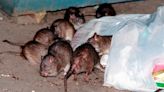 Human infections from rat urine on the rise in New York City