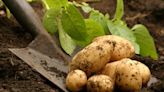 Struggling potato farmers make SOS appeal to 'save our spuds'