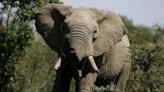Elephant kills US tourist in Zambia in 2nd such attack this year